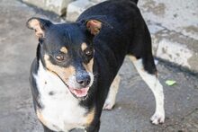 BUMER, Hund, Mischlingshund in Spanien - Bild 12