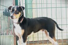 BUMER, Hund, Mischlingshund in Spanien - Bild 3