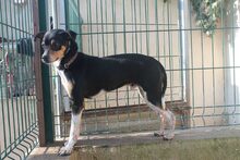 BUMER, Hund, Mischlingshund in Spanien - Bild 6