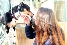 BUMER, Hund, Mischlingshund in Spanien - Bild 8