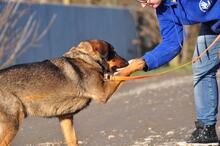 SPIRIT, Hund, Mischlingshund in Slowakische Republik - Bild 16