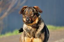 SPIRIT, Hund, Mischlingshund in Slowakische Republik - Bild 17