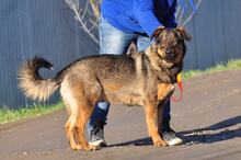 SPIRIT, Hund, Mischlingshund in Slowakische Republik - Bild 2