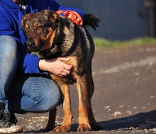 SPIRIT, Hund, Mischlingshund in Slowakische Republik - Bild 22