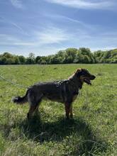 SPIRIT, Hund, Mischlingshund in Slowakische Republik - Bild 23