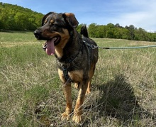SPIRIT, Hund, Mischlingshund in Slowakische Republik - Bild 9
