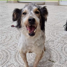 RUFUS, Hund, Mischlingshund in Portugal - Bild 3