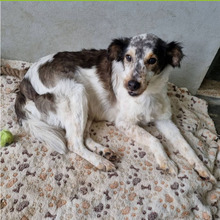 RUFUS, Hund, Mischlingshund in Portugal - Bild 4