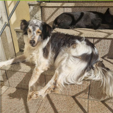 RUFUS, Hund, Mischlingshund in Portugal - Bild 7