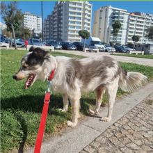 RUFUS, Hund, Mischlingshund in Portugal - Bild 8