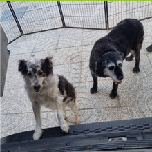 RUFUS, Hund, Mischlingshund in Portugal - Bild 9