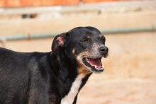 NUNO, Hund, Mischlingshund in Spanien - Bild 2