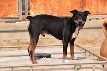 NUNO, Hund, Mischlingshund in Spanien - Bild 3