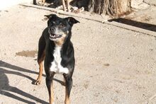 NUNO, Hund, Mischlingshund in Spanien - Bild 7