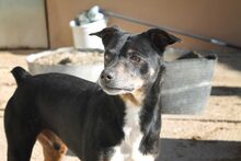 NUNO, Hund, Mischlingshund in Spanien - Bild 9
