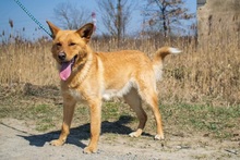 DONALD, Hund, Mischlingshund in Slowakische Republik - Bild 3