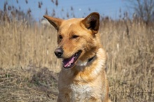 DONALD, Hund, Mischlingshund in Slowakische Republik - Bild 5