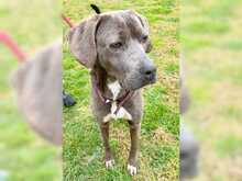ZIZEL, Hund, Mischlingshund in Griechenland - Bild 2