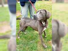 ZIZEL, Hund, Mischlingshund in Griechenland - Bild 4