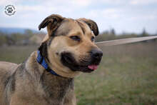 WILSON, Hund, Mischlingshund in Ungarn - Bild 1