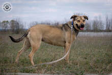 WILSON, Hund, Mischlingshund in Ungarn - Bild 2