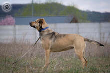 WILSON, Hund, Mischlingshund in Ungarn - Bild 3