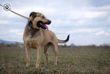 WILSON, Hund, Mischlingshund in Ungarn - Bild 4