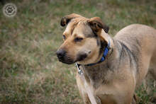 WILSON, Hund, Mischlingshund in Ungarn - Bild 5