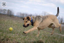 WILSON, Hund, Mischlingshund in Ungarn - Bild 6