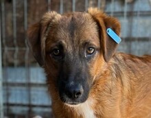 DAVIS, Hund, Mischlingshund in Rumänien - Bild 1