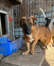 DAVIS, Hund, Mischlingshund in Rumänien - Bild 2