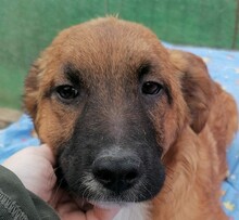 DAVIS, Hund, Mischlingshund in Rumänien - Bild 5