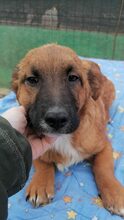 DAVIS, Hund, Mischlingshund in Rumänien - Bild 7