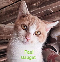 PAULGAUGAT, Katze, Europäisch Kurzhaar in Italien - Bild 1