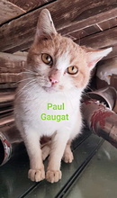 PAULGAUGAT, Katze, Europäisch Kurzhaar in Italien - Bild 2