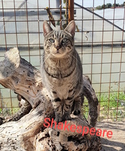 SHAKESPEARE, Katze, Europäisch Kurzhaar in Italien - Bild 1