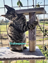 SHAKESPEARE, Katze, Europäisch Kurzhaar in Italien - Bild 2