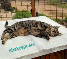 SHAKESPEARE, Katze, Europäisch Kurzhaar in Italien - Bild 6