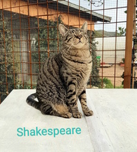 SHAKESPEARE, Katze, Europäisch Kurzhaar in Italien - Bild 7