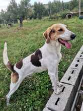 RUDY, Hund, Laufhund-Mix in Italien - Bild 11