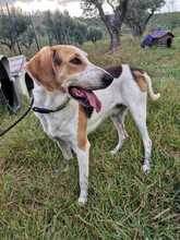 RUDY, Hund, Laufhund-Mix in Italien - Bild 7