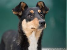 MAJA, Hund, Mischlingshund in Slowakische Republik - Bild 1