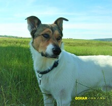 OSKAR, Hund, Mischlingshund in Gründau - Bild 1
