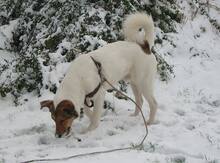 OSKAR, Hund, Mischlingshund in Gründau - Bild 5