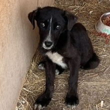CANDY, Hund, Mischlingshund in Bulgarien - Bild 2