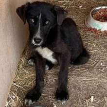 CANDY, Hund, Mischlingshund in Bulgarien - Bild 3