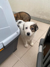 BAXTER, Hund, Mischlingshund in Bulgarien - Bild 3
