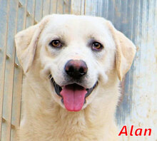 ALAN, Hund, Mischlingshund in Italien - Bild 1