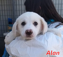 ALAN, Hund, Mischlingshund in Italien - Bild 14
