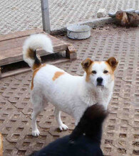 DALILA, Hund, Mischlingshund in Bulgarien - Bild 1